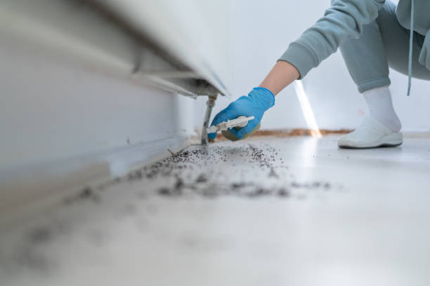 Best Bed Bug Extermination  in El Cerro, NM